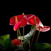 时间煮雨我煮粥